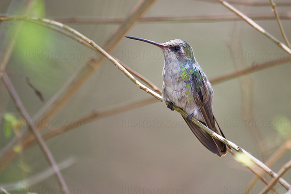 Broad-billed Hummingbird (Female)