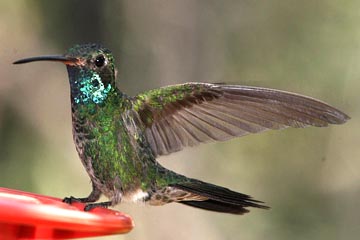 Broad-billed Hummingbird Photo @ Kiwifoto.com