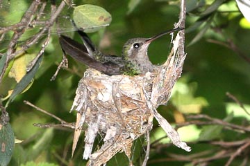 Broad-billed Hummingbird (Female on nest)