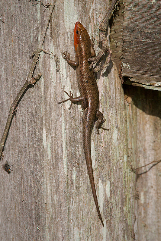 Broad Headed Skink Image @ Kiwifoto.com