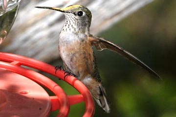 Broad-tailed Hummingbird Image @ Kiwifoto.com