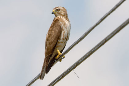 Broad-winged Hawk Picture @ Kiwifoto.com