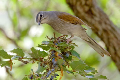Brown-backed Solitaire (Feeding on Wilcox Barberry)
