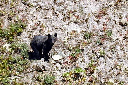 Brown Bear Picture @ Kiwifoto.com