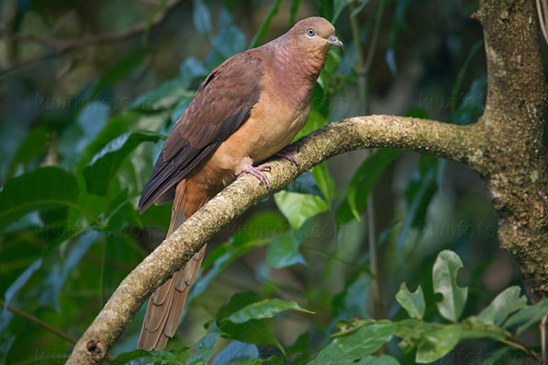 Brown Cuckoo-dove Picture @ Kiwifoto.com