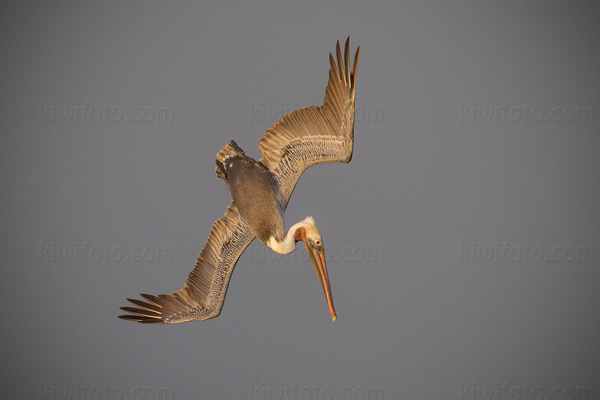 Brown Pelican Picture @ Kiwifoto.com