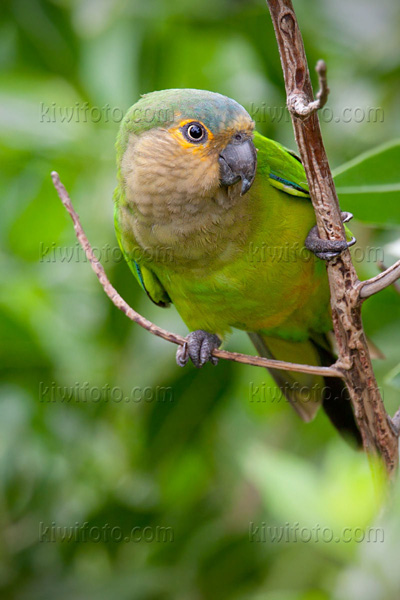 Brown-throated Parakeet Photo @ Kiwifoto.com