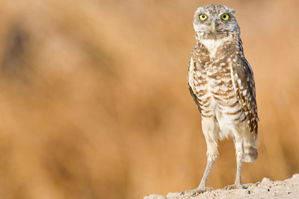 Burrowing Owl Photo @ Kiwifoto.com