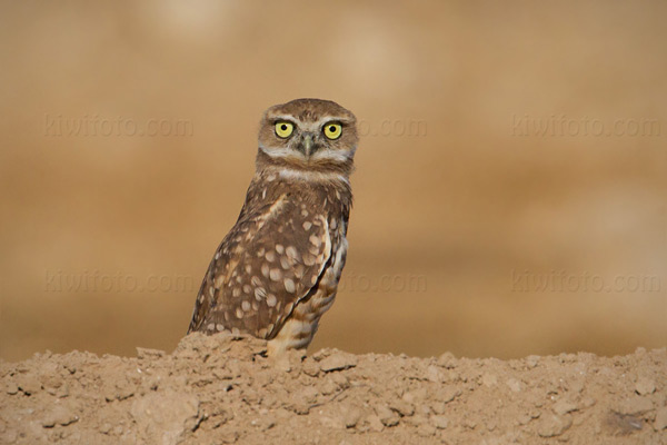 Burrowing Owl Picture @ Kiwifoto.com
