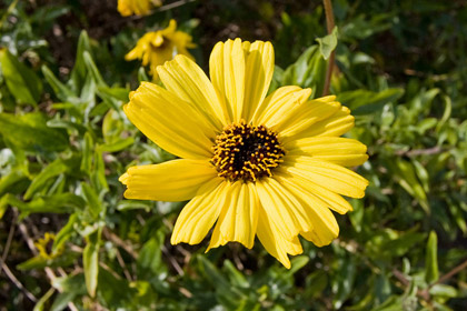 Bush Sunflower Image @ Kiwifoto.com