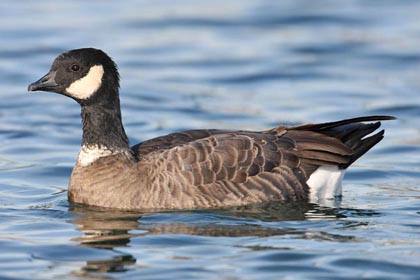 Cackling Goose (Aleutian "leucopareia")