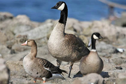 Canada Goose (Greater White-fronted Goose, Canada Goose, Cackling Goose)