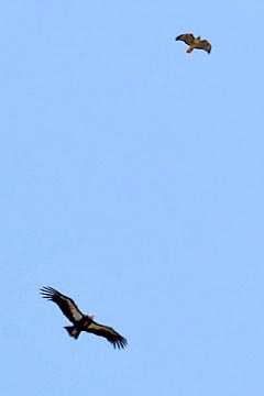 California Condor Photo @ Kiwifoto.com