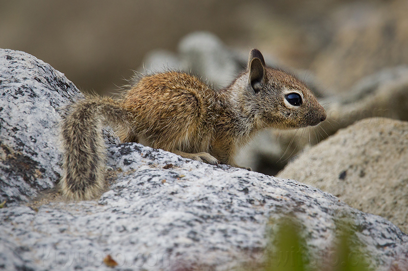 California Ground Squirrel @ Ballona Creek (Salt Panne), CA