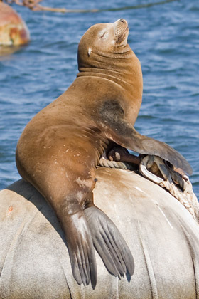 California Sea Lion Photo @ Kiwifoto.com