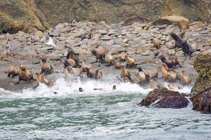 California Sea Lion Image @ Kiwifoto.com