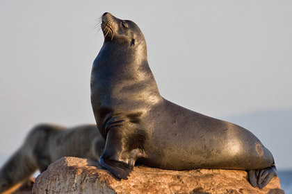 California Sea Lion Picture @ Kiwifoto.com