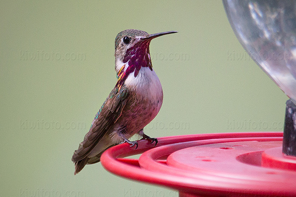 Calliope Hummingbird Photo @ Kiwifoto.com