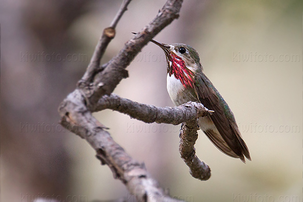 Calliope Hummingbird Photo @ Kiwifoto.com
