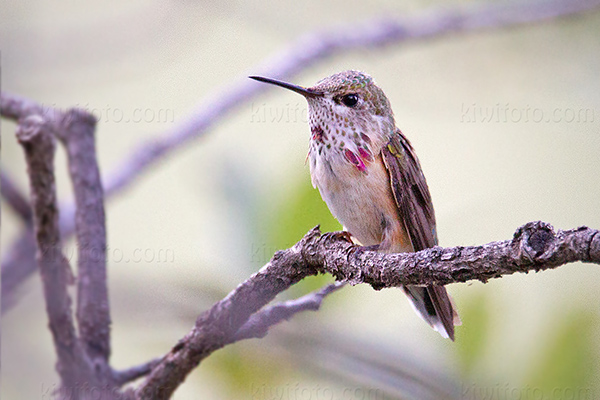 Calliope Hummingbird (juvenile male)