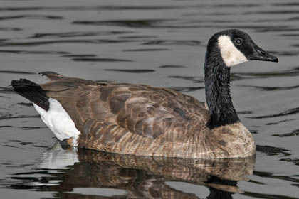 Canada Goose Image @ Kiwifoto.com