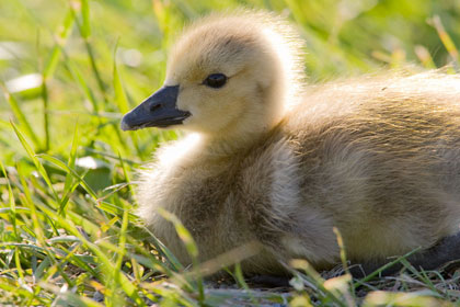 Canada Goose Picture @ Kiwifoto.com