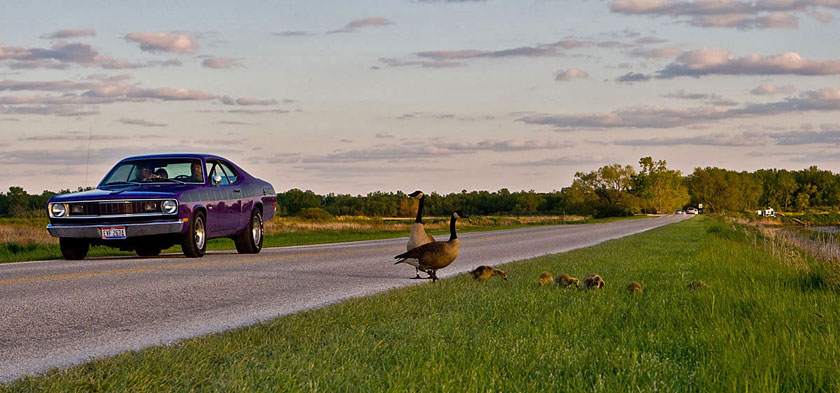 Canada Geese - Sunset near Toledo, Ohio
