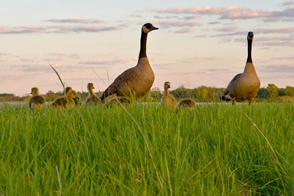 Canada Goose Image @ Kiwifoto.com