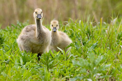 Canada Goose Picture @ Kiwifoto.com