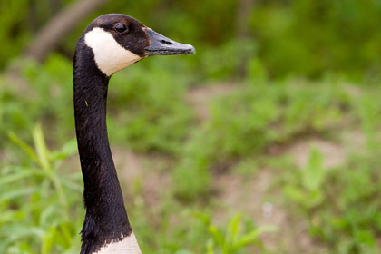 Canada Goose Photo @ Kiwifoto.com