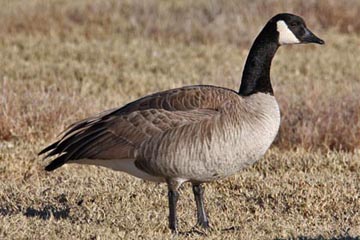 Canada Goose (Lesser)