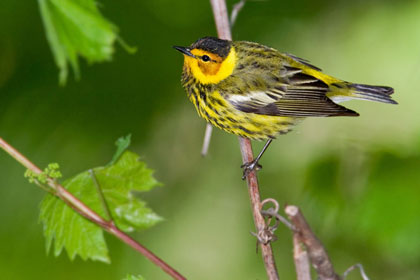 Cape May Warbler Image @ Kiwifoto.com