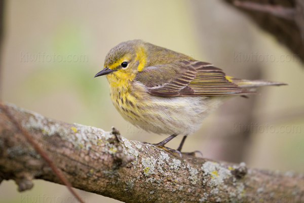 Cape May Warbler Picture @ Kiwifoto.com