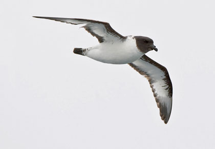Cape Petrel Picture @ Kiwifoto.com