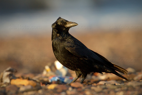 Carrion Crow Photo @ Kiwifoto.com