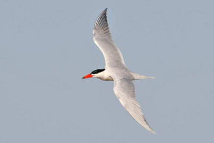 Caspian Tern Image @ Kiwifoto.com
