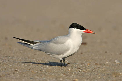 Caspian Tern Picture @ Kiwifoto.com