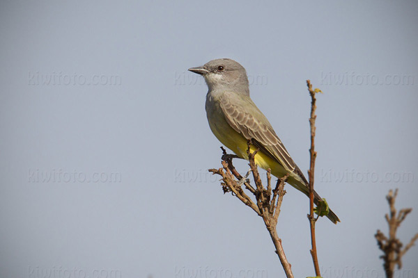 Cassin's Kingbird Photo @ Kiwifoto.com