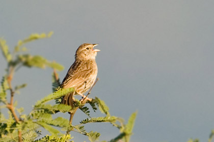 Cassin's Sparrow Picture @ Kiwifoto.com