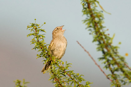 Cassin's Sparrow Picture @ Kiwifoto.com