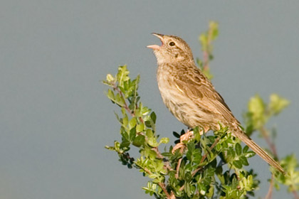 Cassin's Sparrow Photo @ Kiwifoto.com