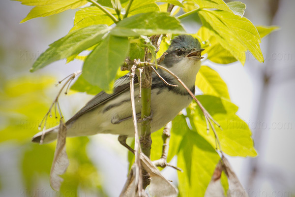Cerulean Warbler Photo @ Kiwifoto.com