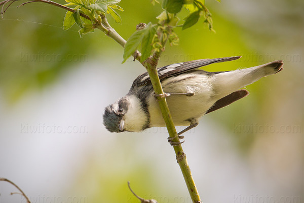 Cerulean Warbler Image @ Kiwifoto.com