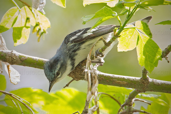 Cerulean Warbler Picture @ Kiwifoto.com