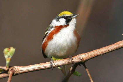 Chestnut-sided Warbler Picture @ Kiwifoto.com