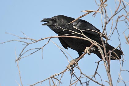 Chihuahuan Raven Image @ Kiwifoto.com
