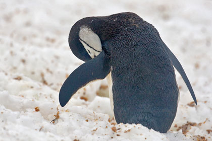 Chinstrap Penguin Photo @ Kiwifoto.com