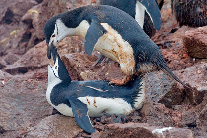 Chinstrap Penguin (Chinstrap Penguin copulation)