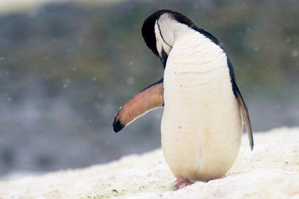 Chinstrap Penguin Image @ Kiwifoto.com