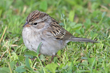 Chipping Sparrow Picture @ Kiwifoto.com
